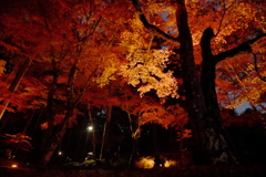紅葉ライトアップ