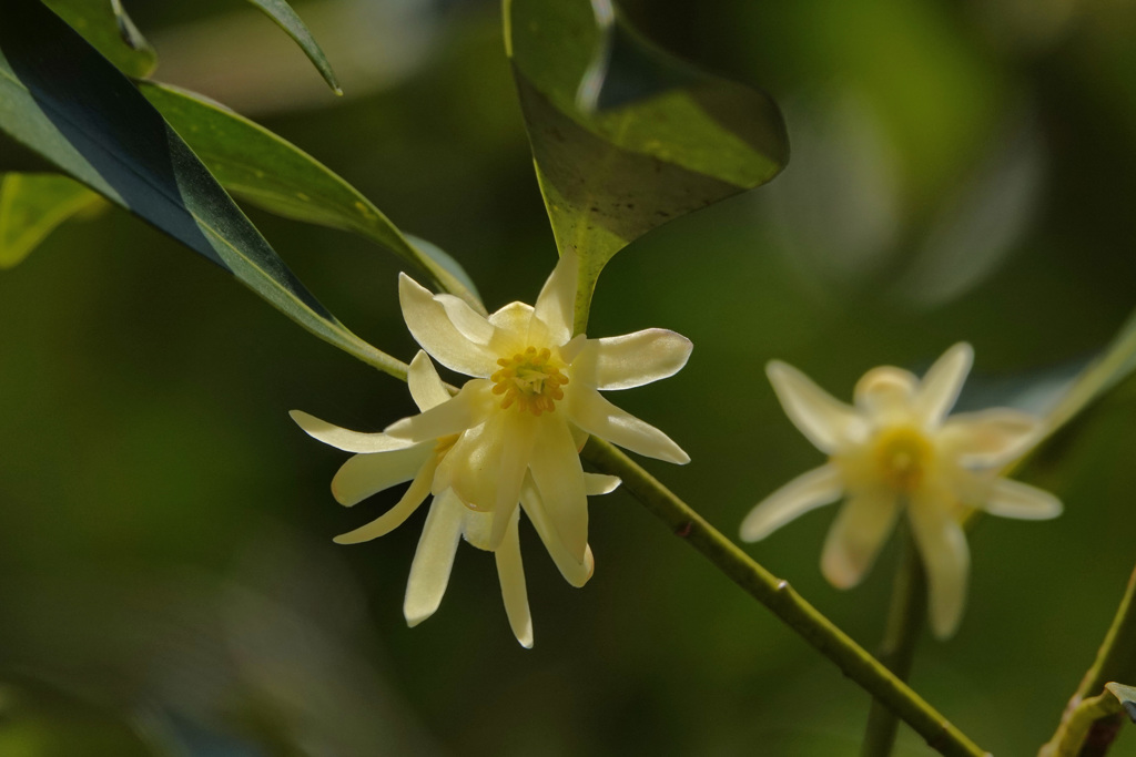 シキミ（樒）の花