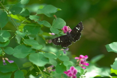 萩 の ダイミョウセセリ