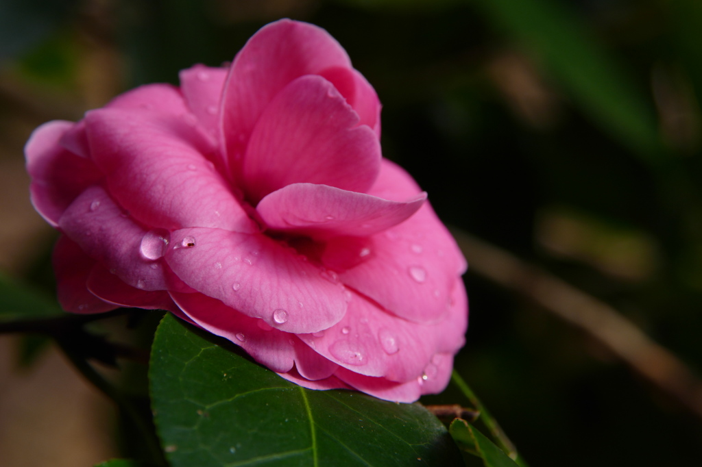 冬の彩　山茶花