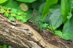 ネアカヨシヤンマ　仲良く？産卵　