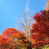 時巡る｡｡｡秋の空