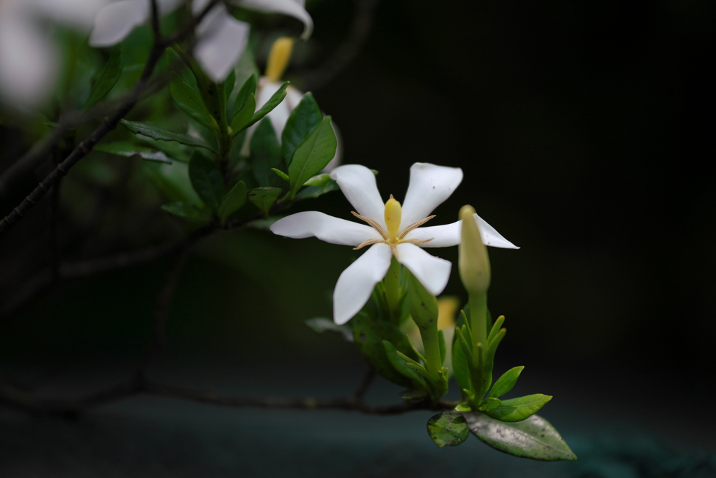 クチナシの花