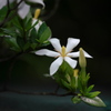 クチナシの花