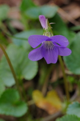 薄紫の花　スミレ