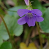薄紫の花　スミレ