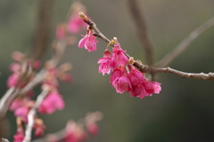 寒緋桜