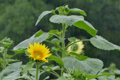 梅雨のひまわり