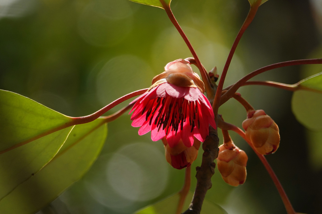 俯きの花