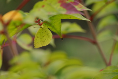 葉陰を舞う　キタキチョウ