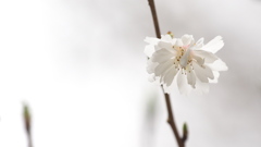白い、子福桜