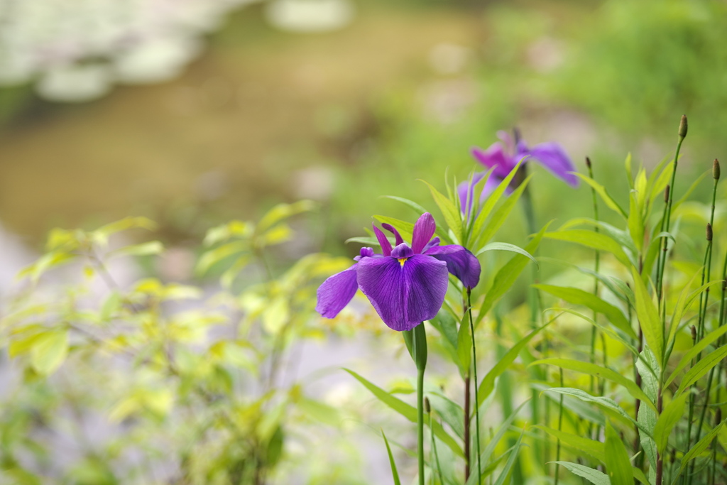 水辺の花菖蒲