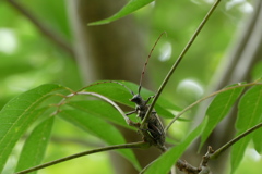 クワカミキリ（1）