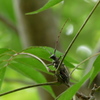 クワカミキリ（1）