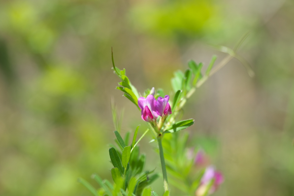 春の野の花