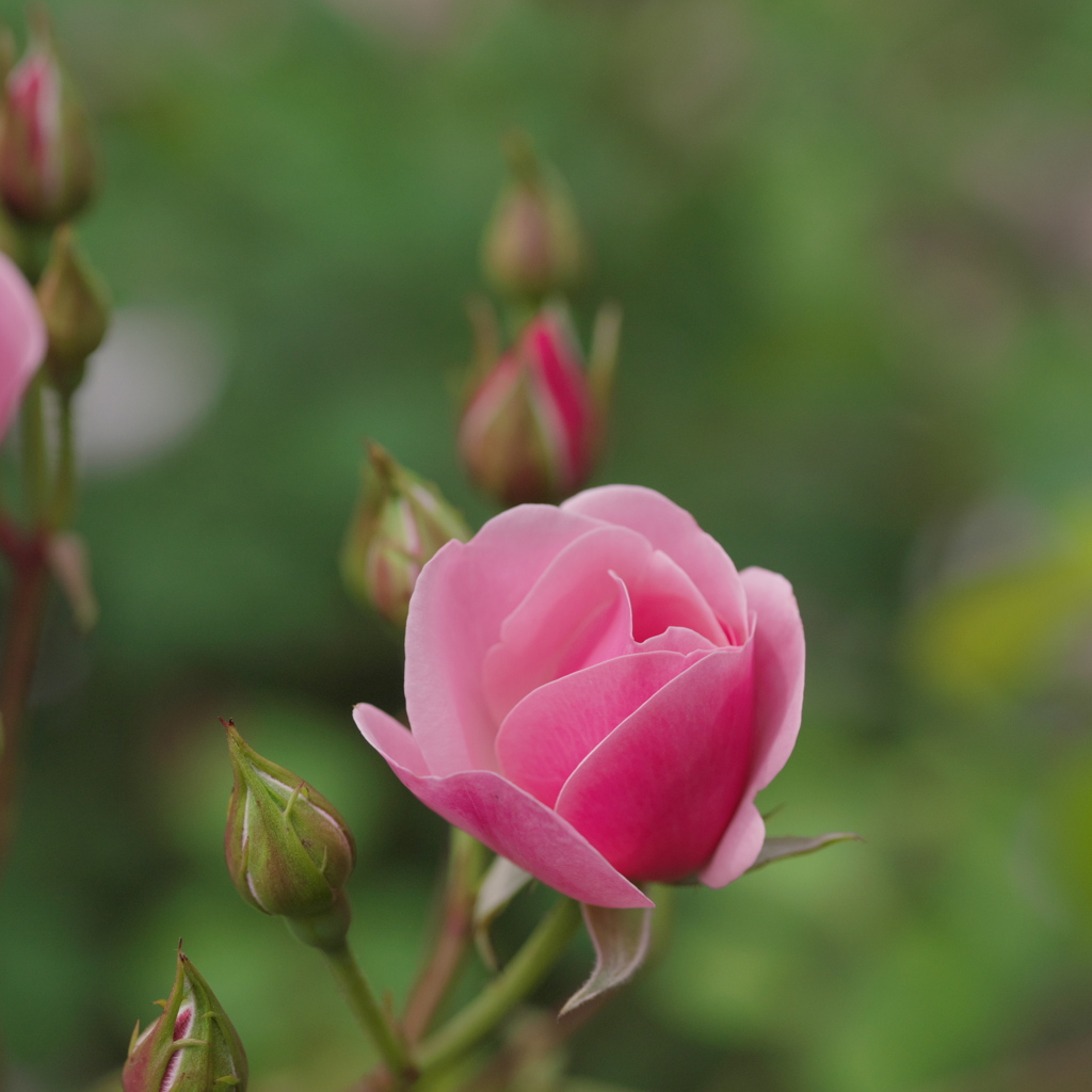 花開く