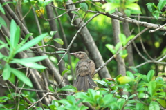 親を待つ幼鳥