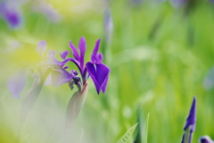 カキツバタ園にて