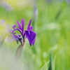 カキツバタ園にて