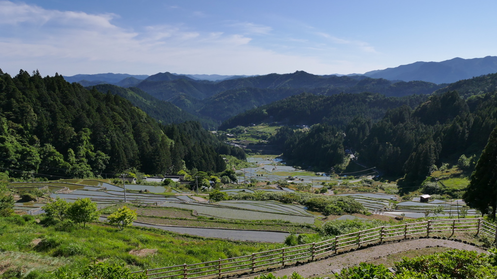 四谷千枚田　初夏の午後