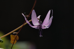 薄紫の花