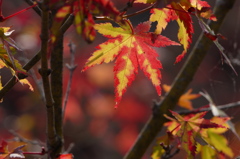 虎渓山の紅葉（1）