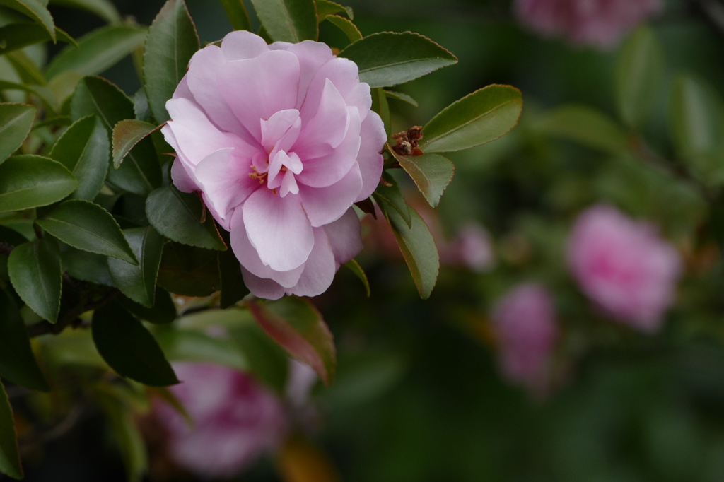 冬の彩｡｡｡山茶花