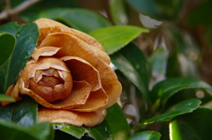 愛に包まれた山茶花