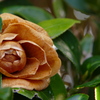 愛に包まれた山茶花