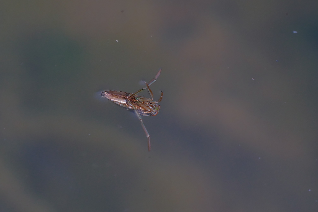 水面のマツモムシ