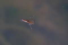 水面のマツモムシ