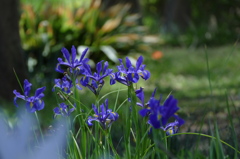 紫の花　ダッチアイリス
