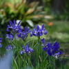 紫の花　ダッチアイリス