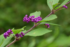 秋色コムラサキ