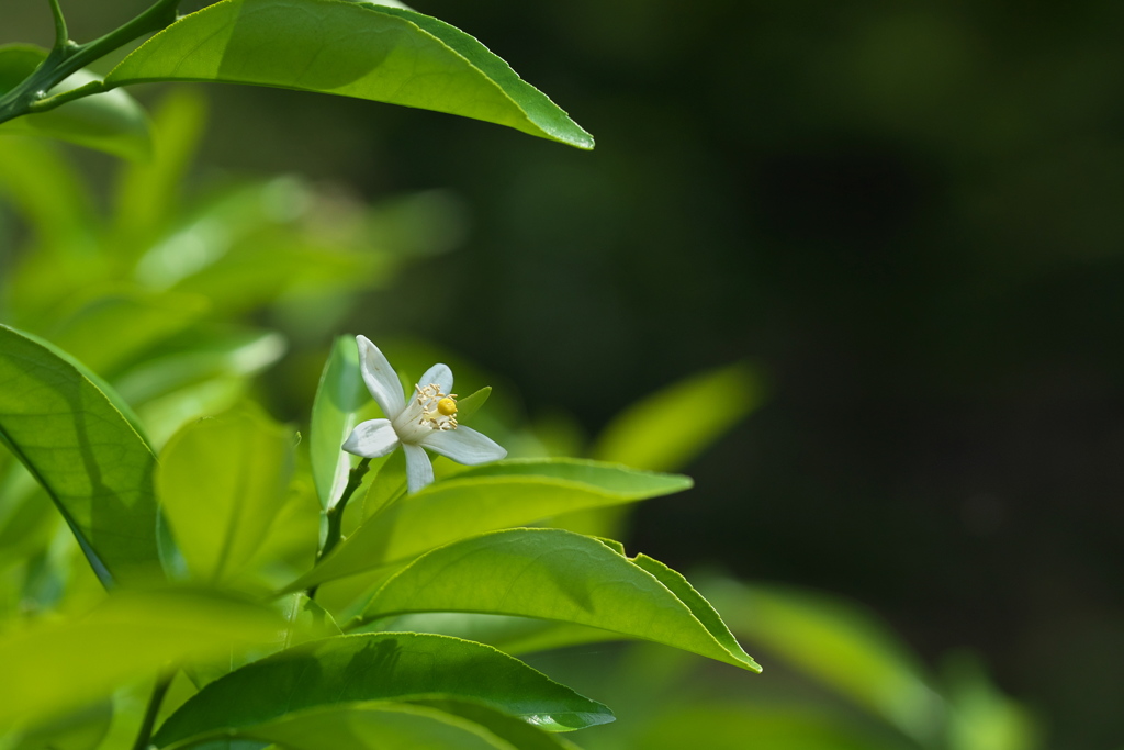 みかんの花が咲いてい｡｡｡た