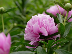 雨上がりのピンク（1）