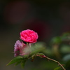 薔薇
