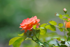 暑い日の　薔薇