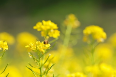 ♪  花とみつばち  ♪