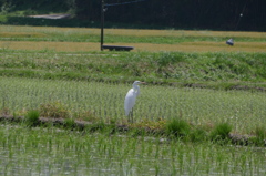 蛙いるのに｡｡｡それ以上近づかないで