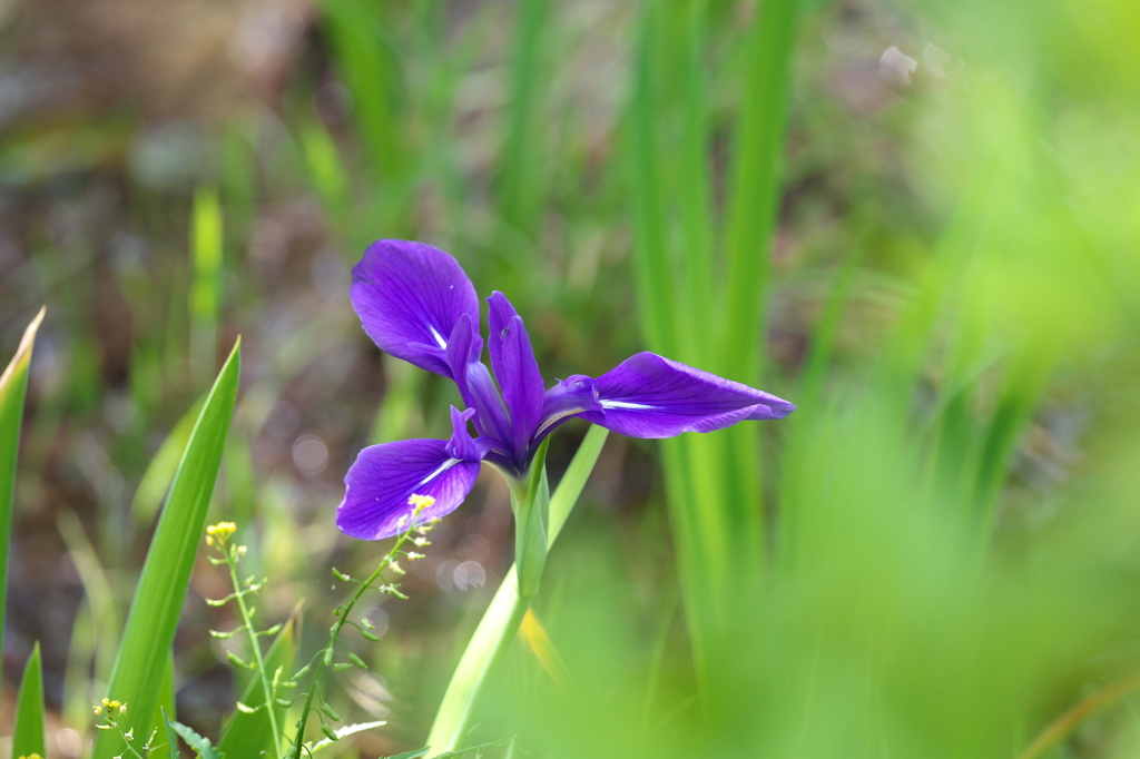 カキツバタ