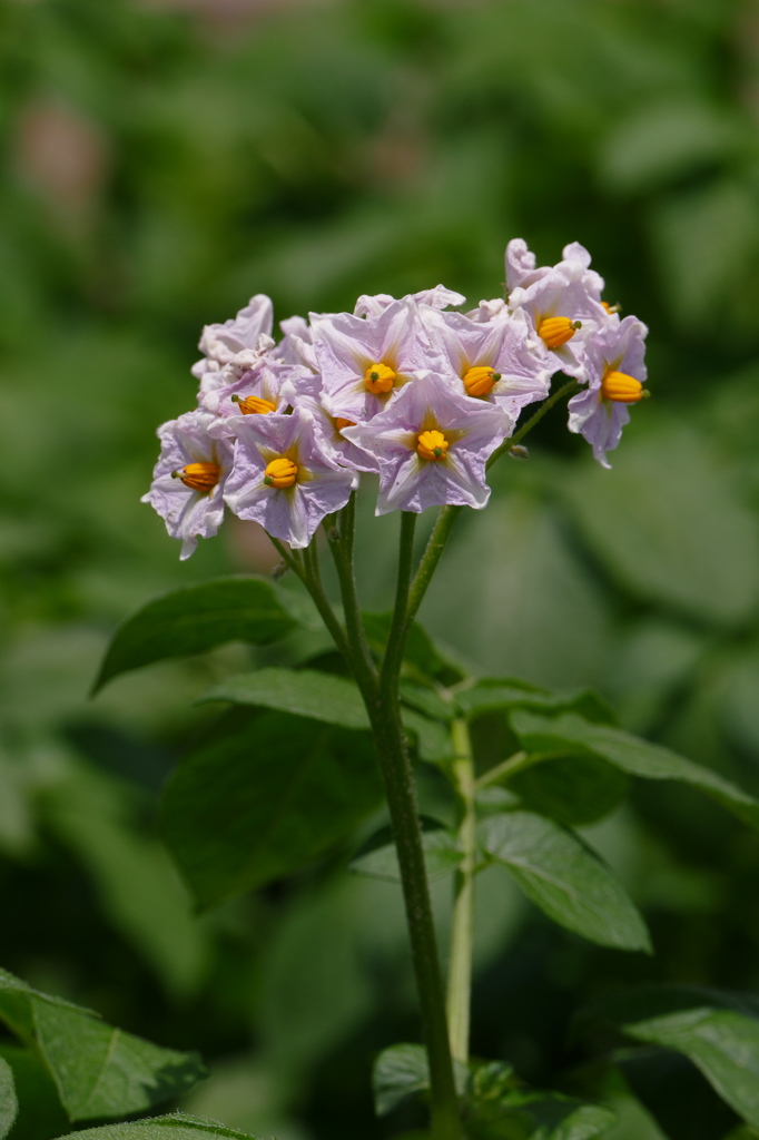 名をリコと申します（１）