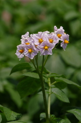 名をリコと申します（１）