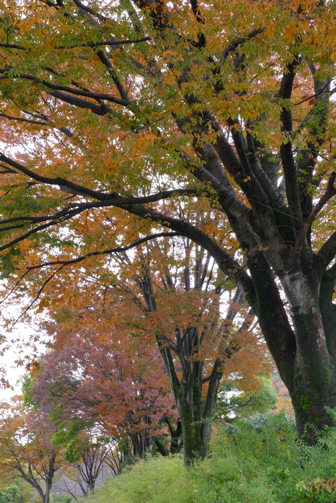 公園の秋 (2)