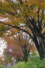 公園の秋 (2)