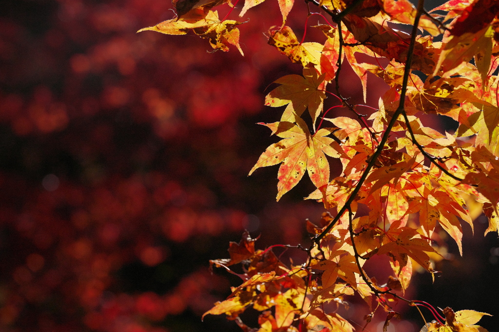 今年の紅葉