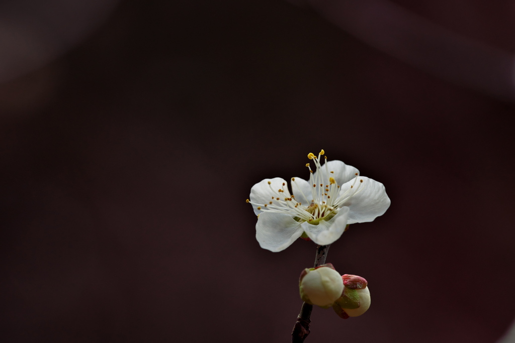 白梅