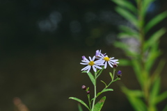 野花