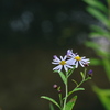 野花
