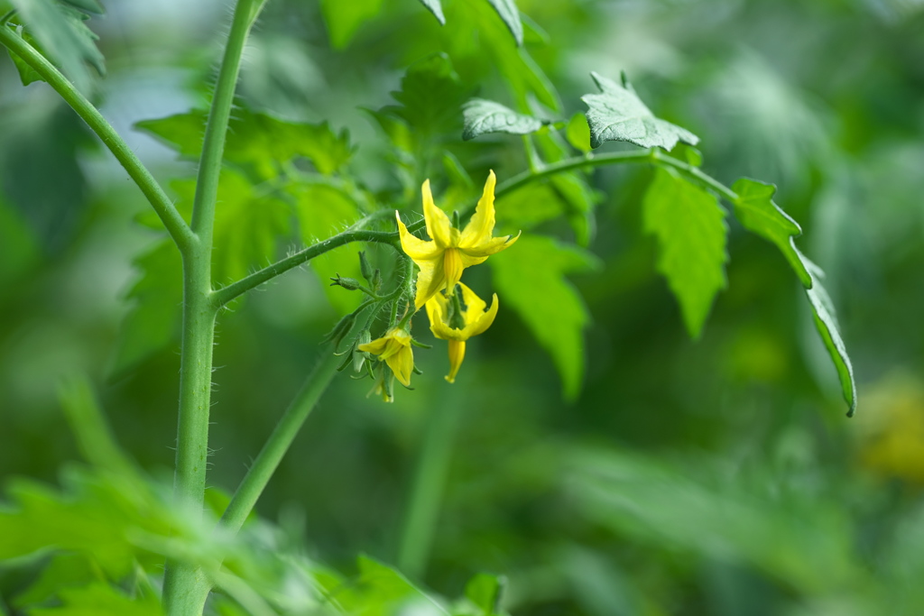 花は黄色いミニトマト